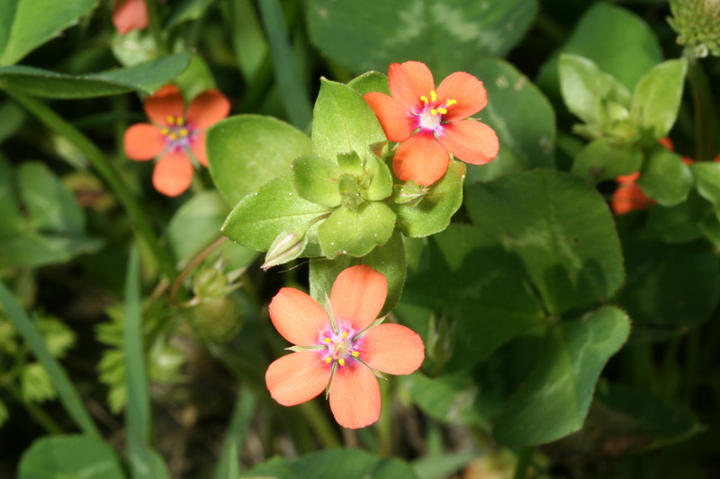 Lysimachia arvensis / Centonchio dei campi